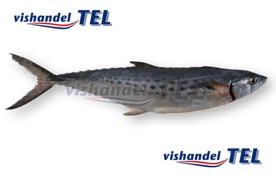 Spanish mackerel Spaanse makreel.jpg Spanish mackerel Spaanse makreel.jpg